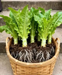 莴笋喜欢什么样的生长环境