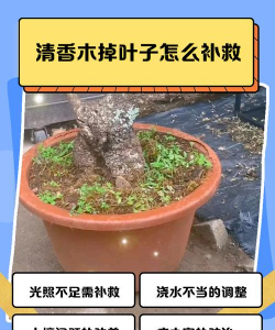 清香木树叶枯黄怎么办