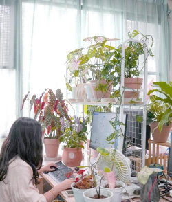 家庭养花用生根粉