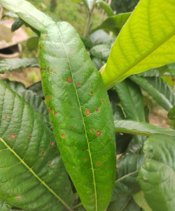 枇杷树叶子锈斑怎么回事