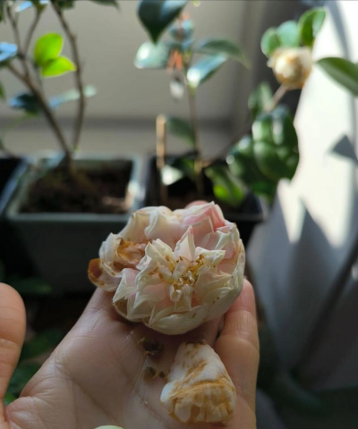 家庭养花用生根粉