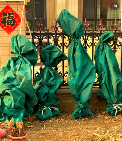 户外养花防冻