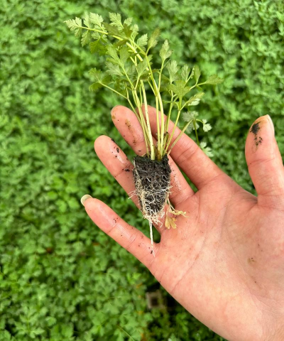 当归的幼苗和花什么样