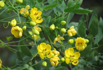 翅荚决明果实有什么作用