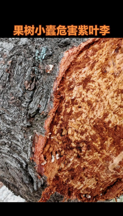 紫叶李干叶什么情况