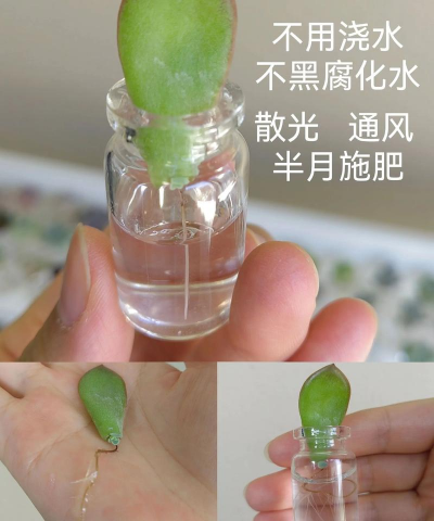 家庭养花用生根粉