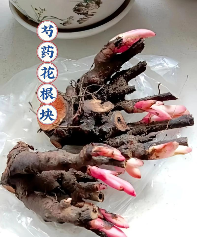芍药根养花