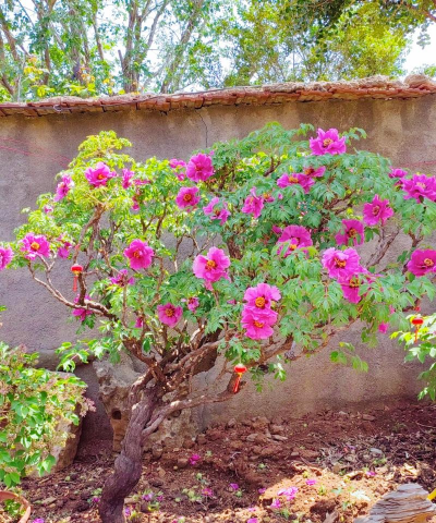 家庭养花用生根粉