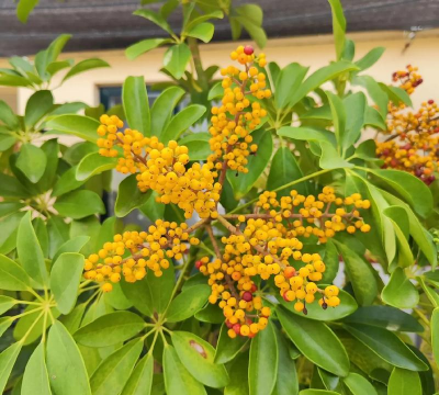 鸭脚木的果实能干什么