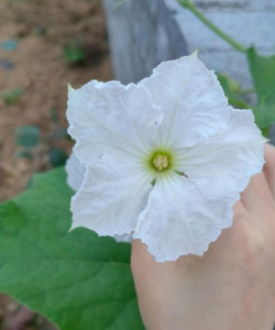 什么瓜的花是白颜色的