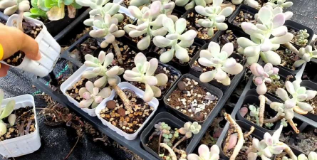 家庭养花用生根粉