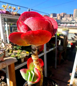 唐印用什么样的花盆