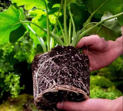 家庭养花用生根粉