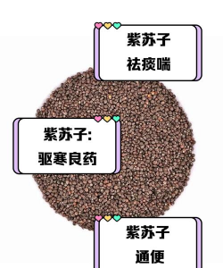 炒紫苏子的怎么用