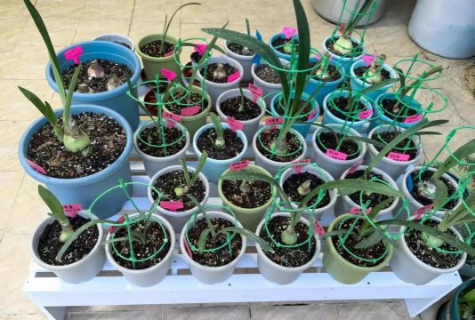 家庭养花用生根粉