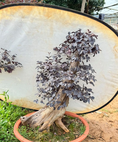 红继木是怎么种植的