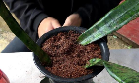 家庭养花用生根粉