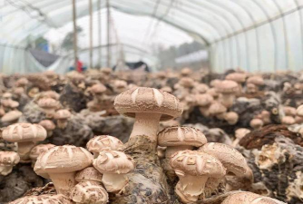 香菇冬春季管理