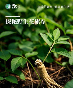 花旗参的花有什么效果