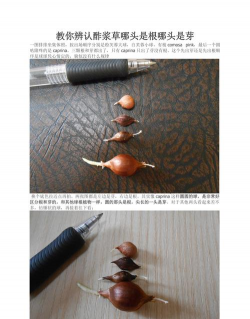 醡浆草如何区别根