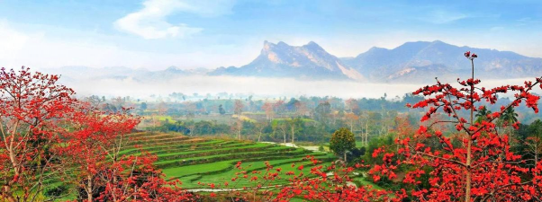 家庭养花用生根粉