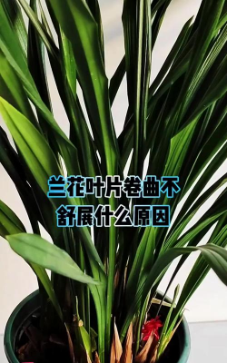 兰花叶片弯曲怎么回事