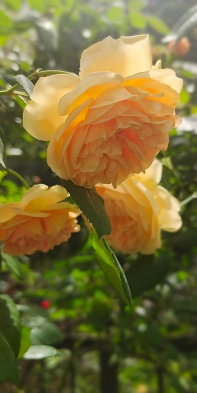 香水月季冬天怎么过冬