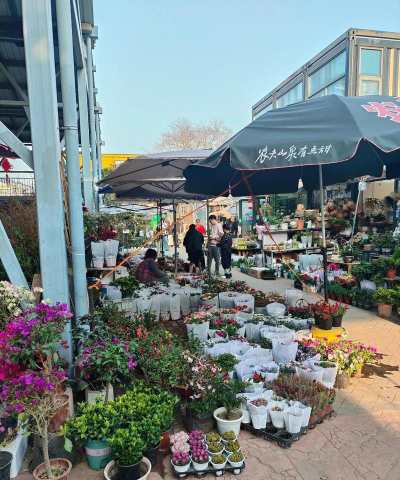 家庭养花用生根粉