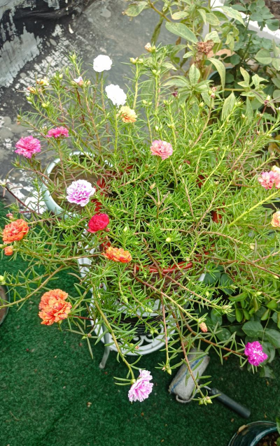 家庭养花用生根粉