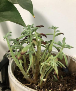 红心莲叶子坏了怎么办