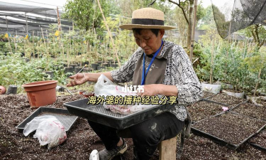 家庭养花用生根粉