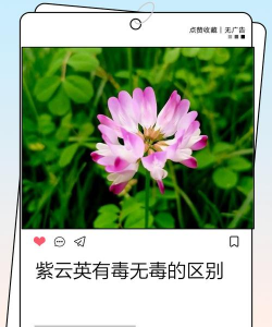 紫云英怎么辨别有毒