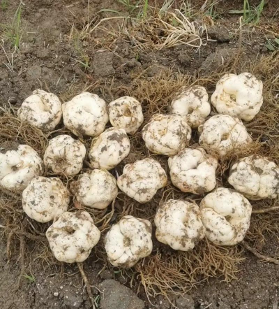 云南百合叫什么名字