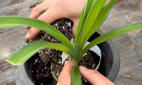 家庭养花用生根粉