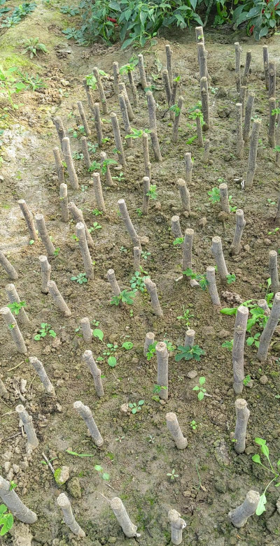 家庭养花用生根粉