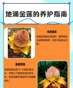 地涌金莲花怎么入药