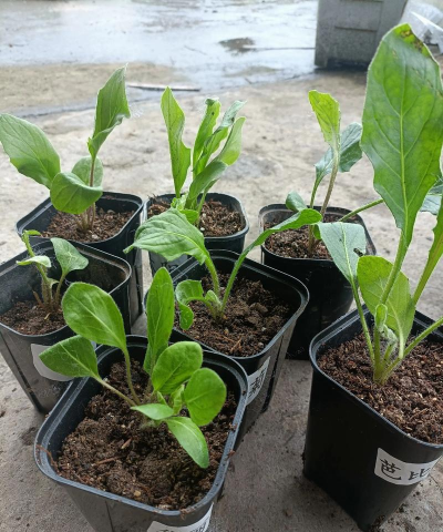 非洲小紫菊什么时候播种