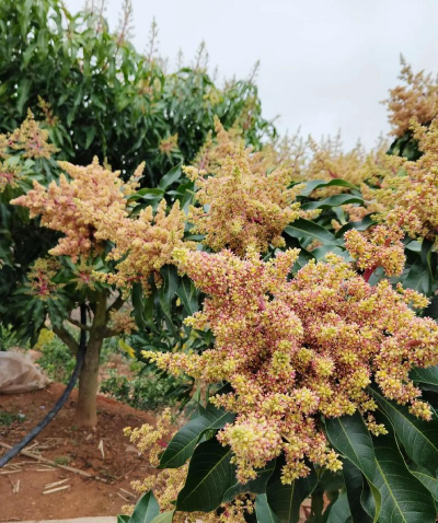 芒果花怎么长出来的