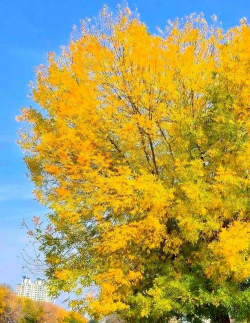 天津路边种的是什么树