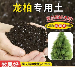 龙柏适合什么样的土