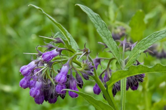 紫草的叶子是什么样式的