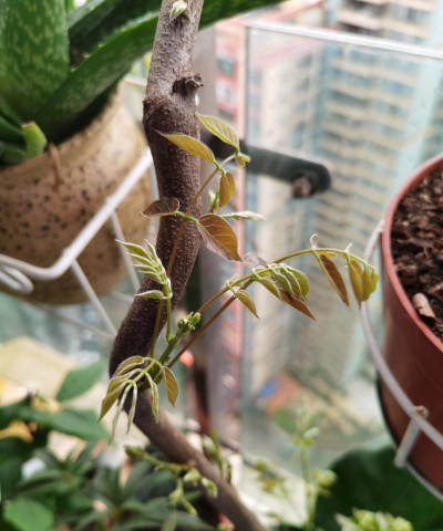 家庭养花用生根粉