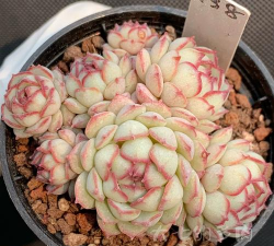 老红衣多肉怎么那么贵