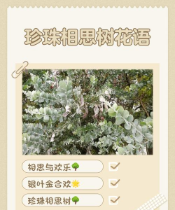 相思树花语是什么意思
