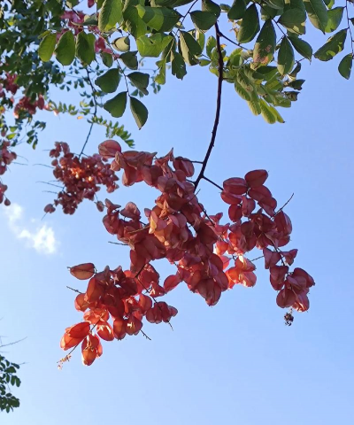 栾树总是冻死怎么办