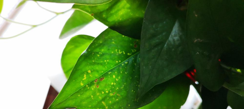 绿萝的叶子为什么有小洞