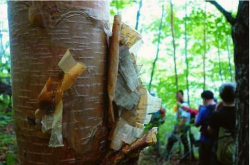 世界上什么树刀枪不入