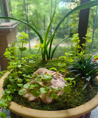 家庭养花用生根粉