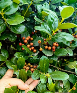 无刺枸骨的叶什么样