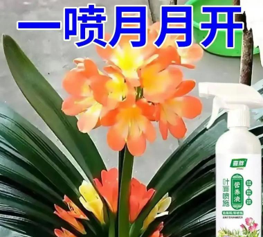 家庭养花用生根粉